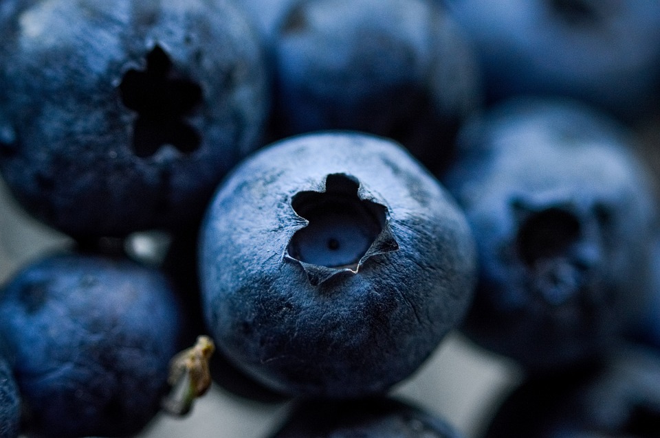 Raupen an Heidelbeeren