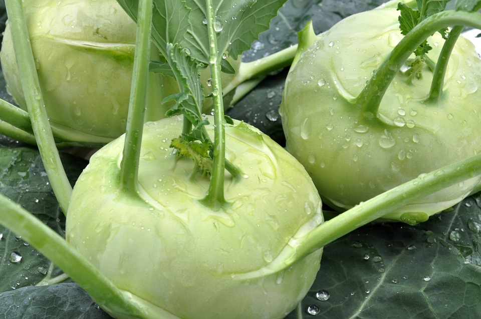 Raupen an Kohlrabiblaettern