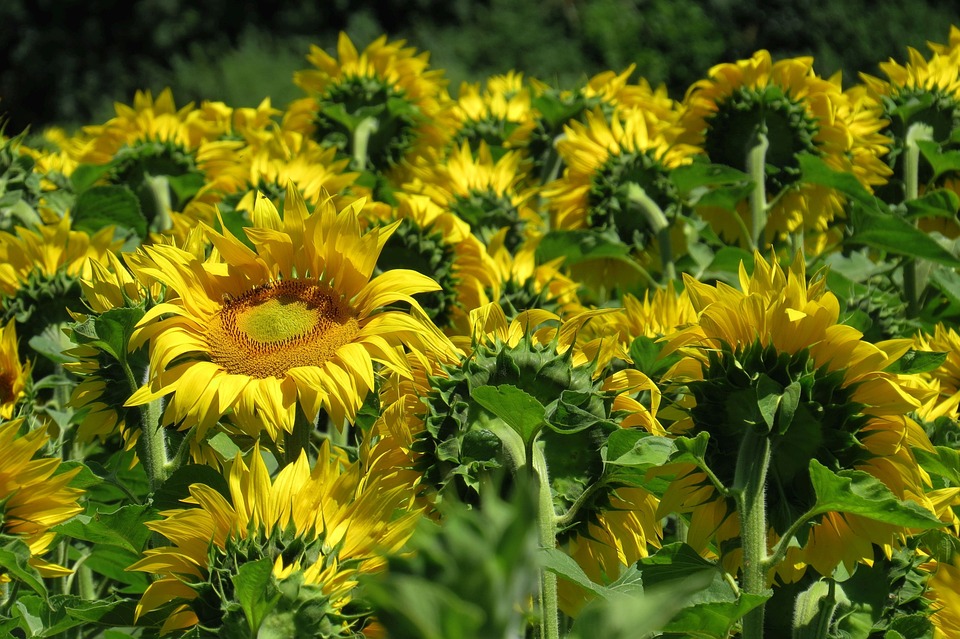 Raupen an Sonnenblumen