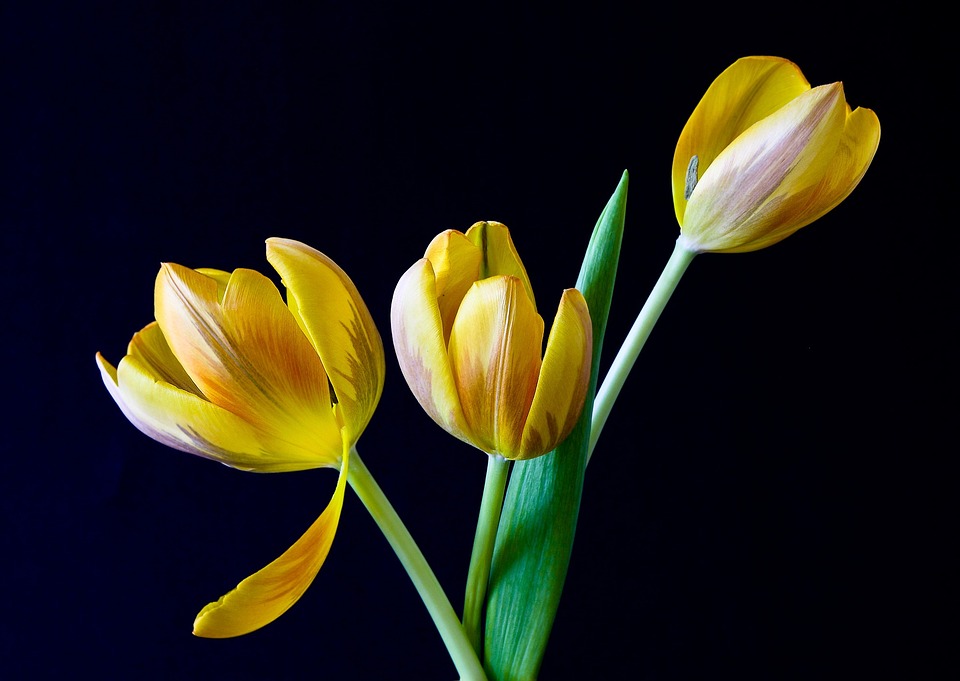 Raupen an Tulpen