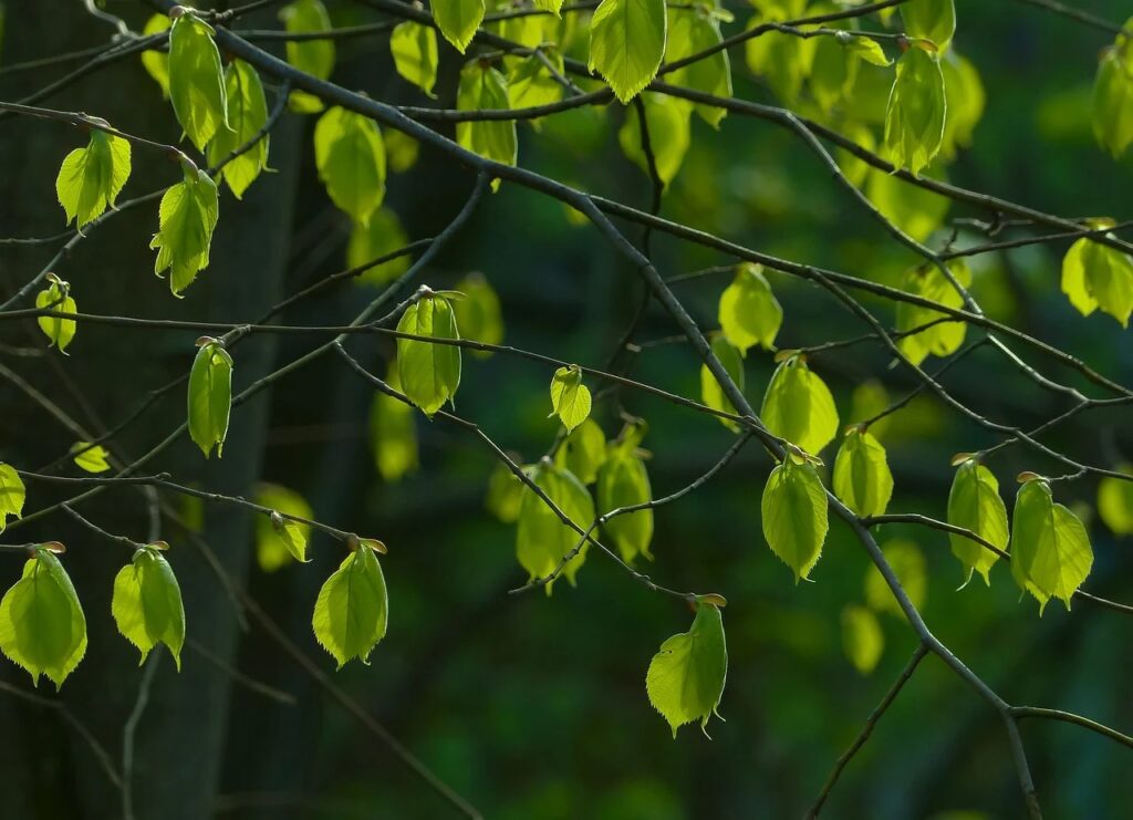 Käfer an Linden