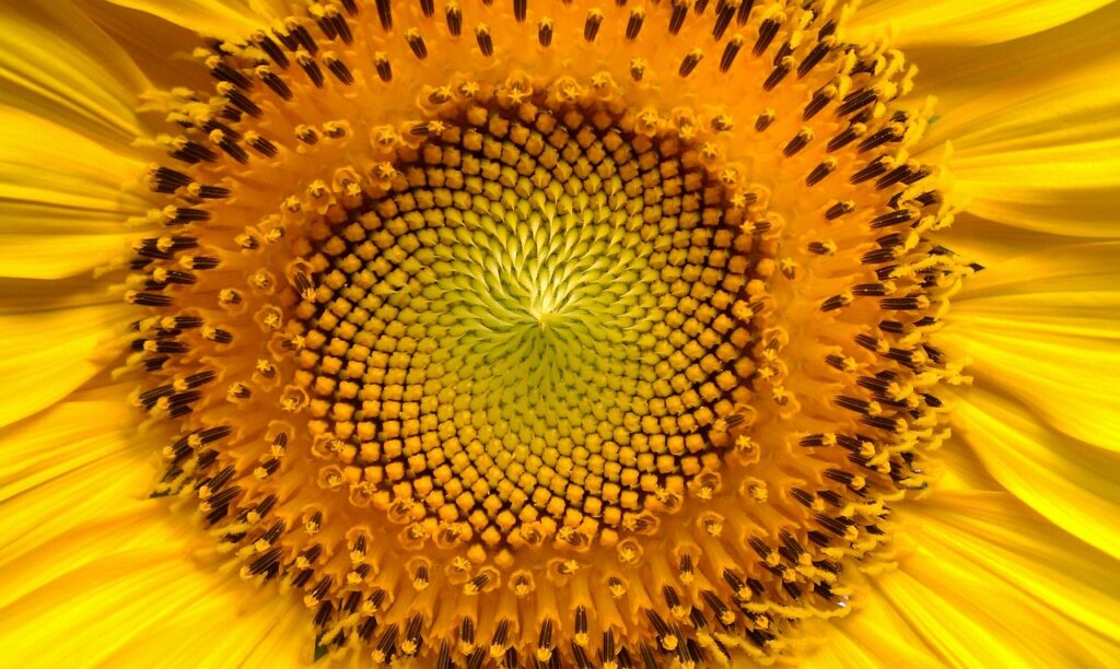 Käfer an Sonnenblumen