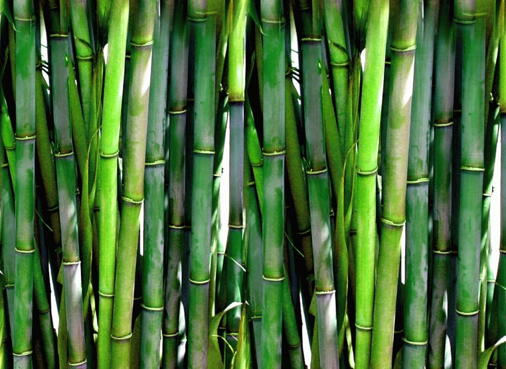 Grüne Läuse an Bambus