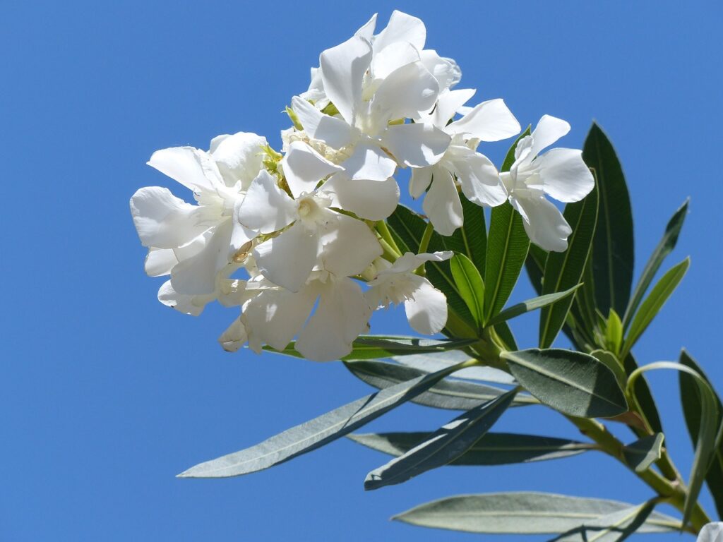 Grüne Läuse an Oleander