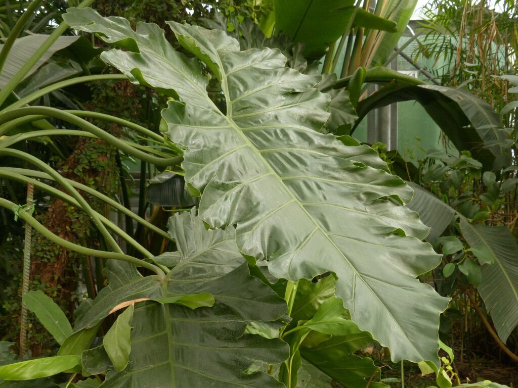 Grüne Läuse an Philodendron