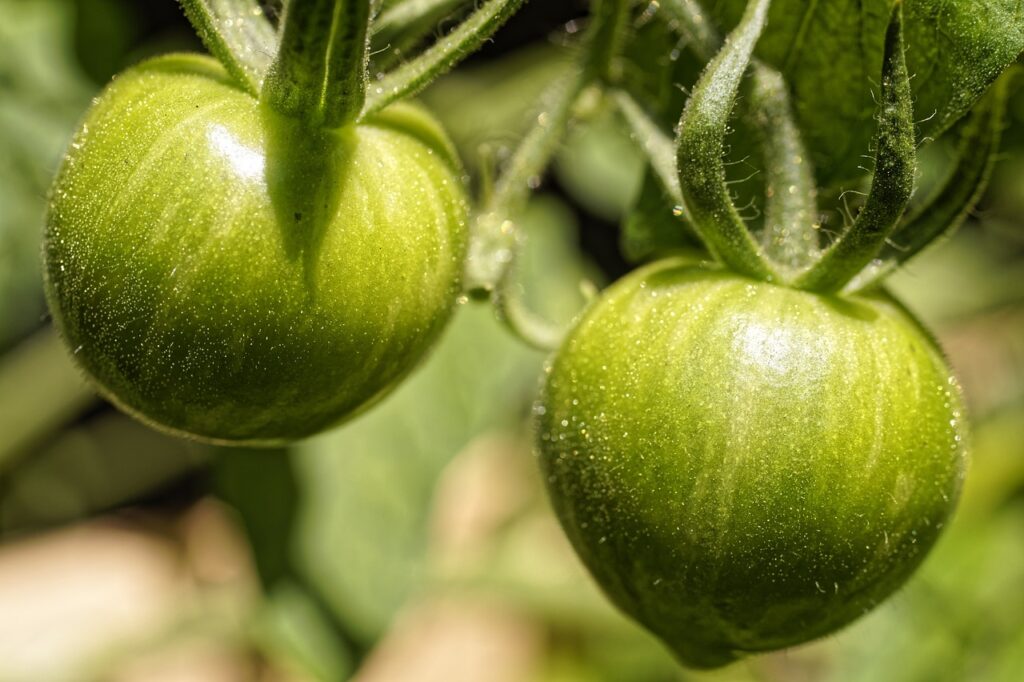 Grüne Läuse an Tomaten