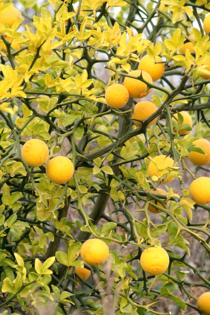 Grüne Läuse an Zitronenbäumen