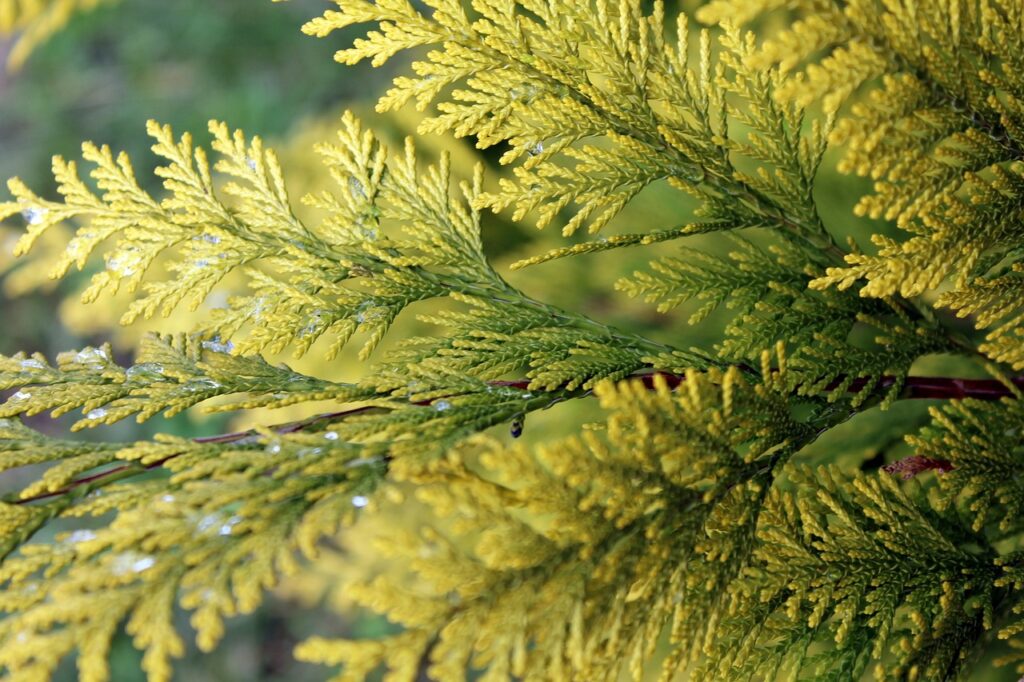 Wühlmäuse an Thuja