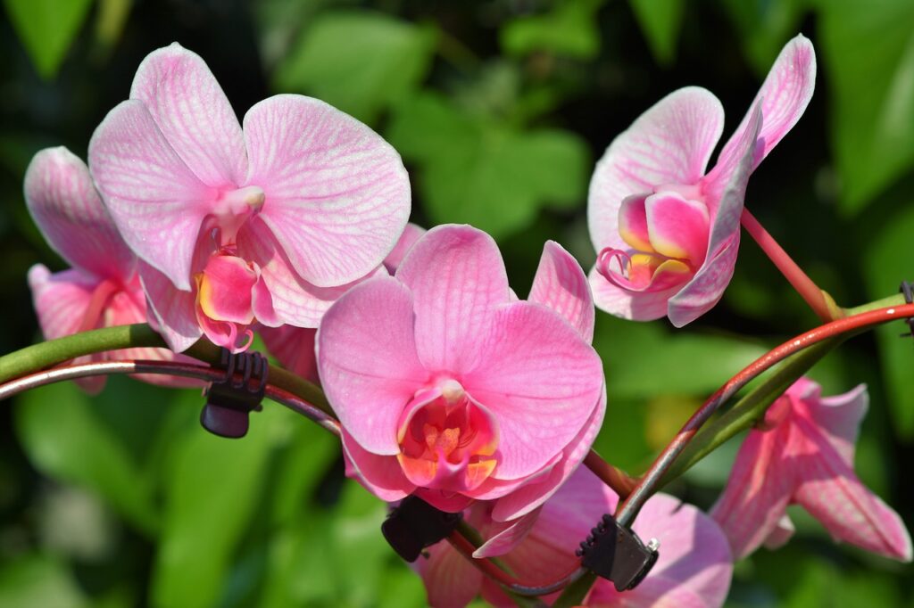 Weisse Fliegen an Orchideen