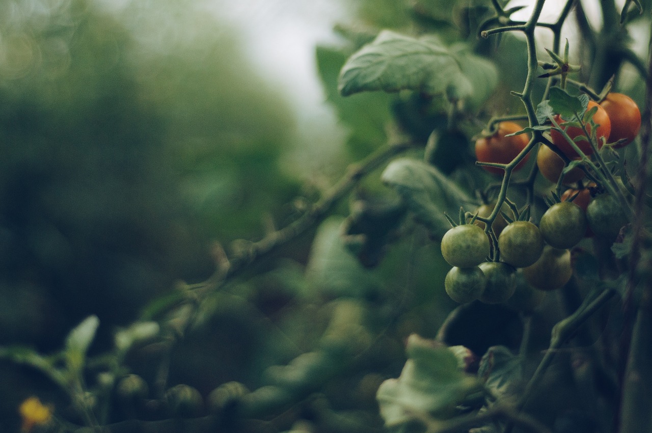 Weisse Fliegen an Tomatenpflanzen