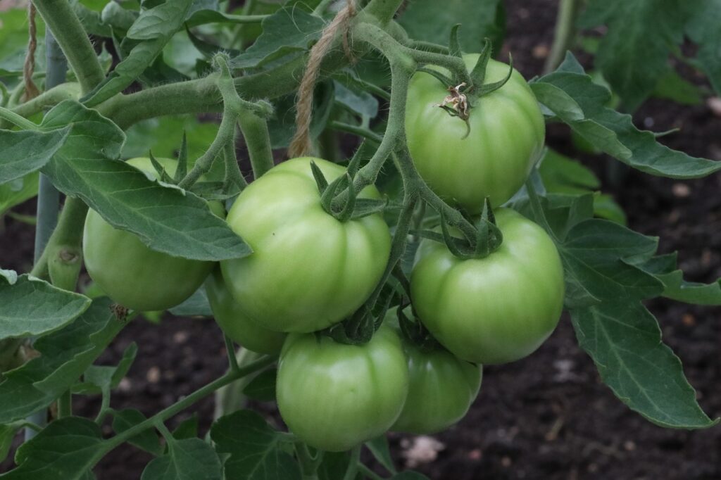 Grüne Fliegen an Tomatenpflanzen