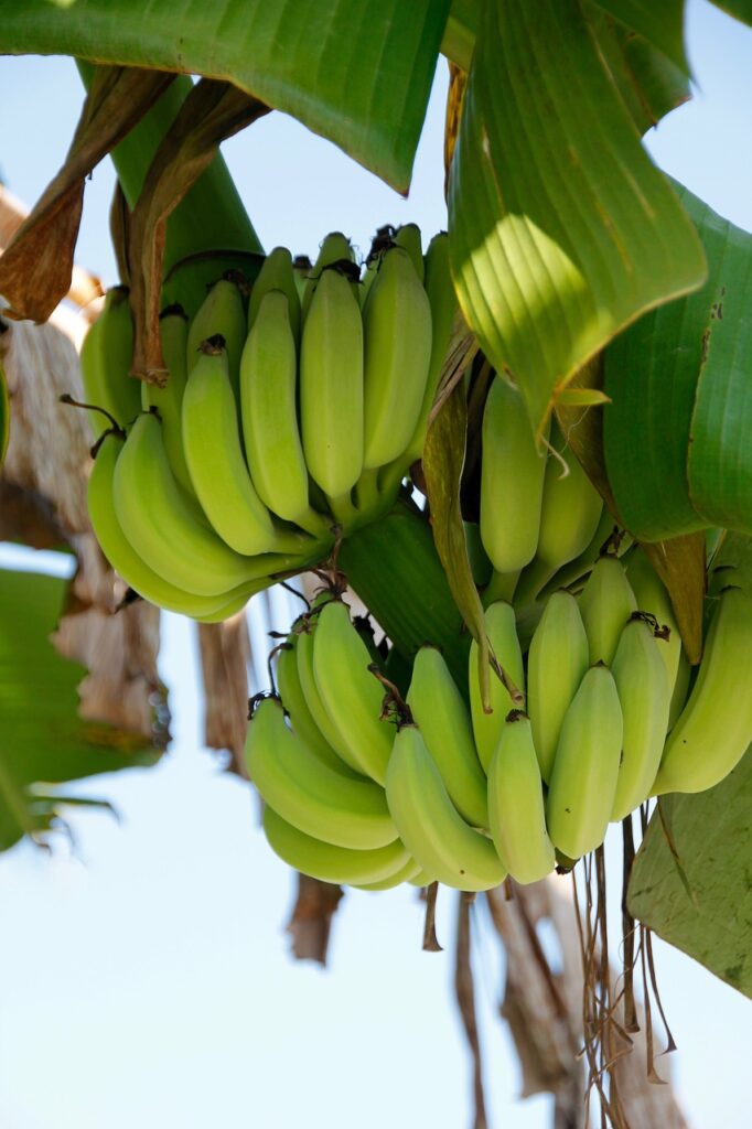 Kleine Fliegen an Bananenpflanze