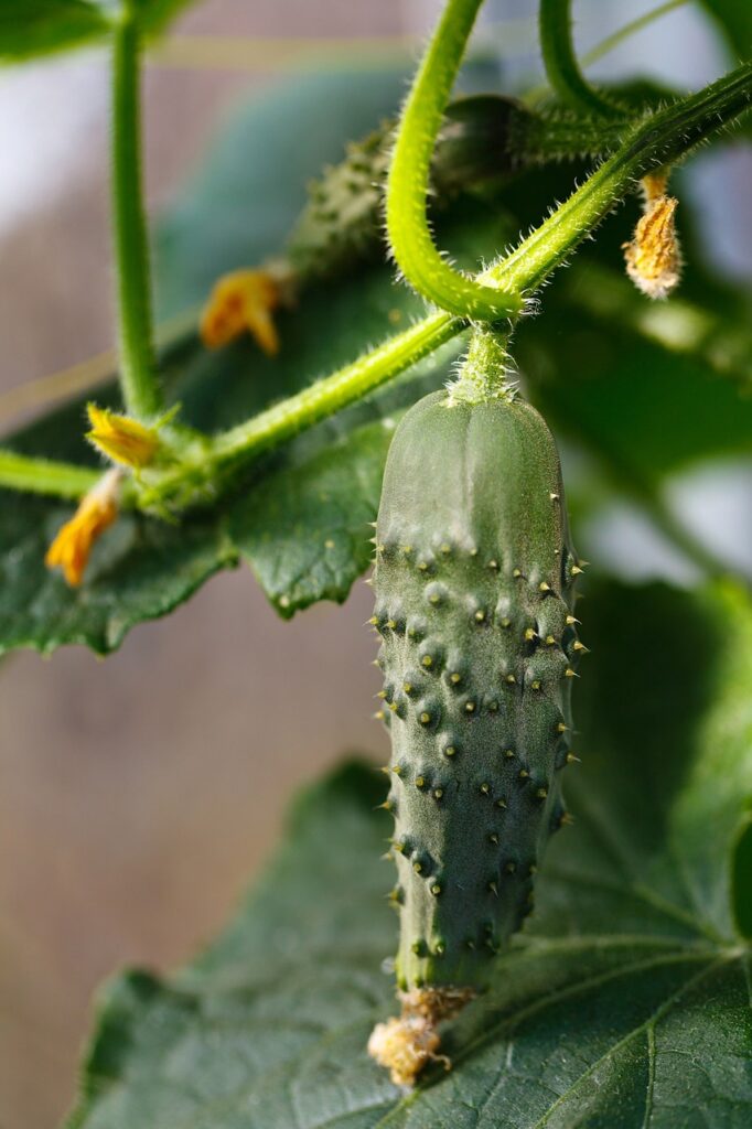 Kleine Fliegen an Gemüsepflanzen