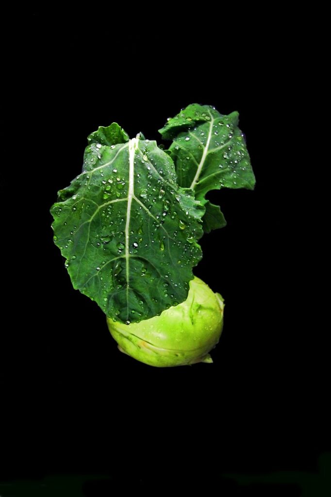 Kleine Fliegen an Kohl