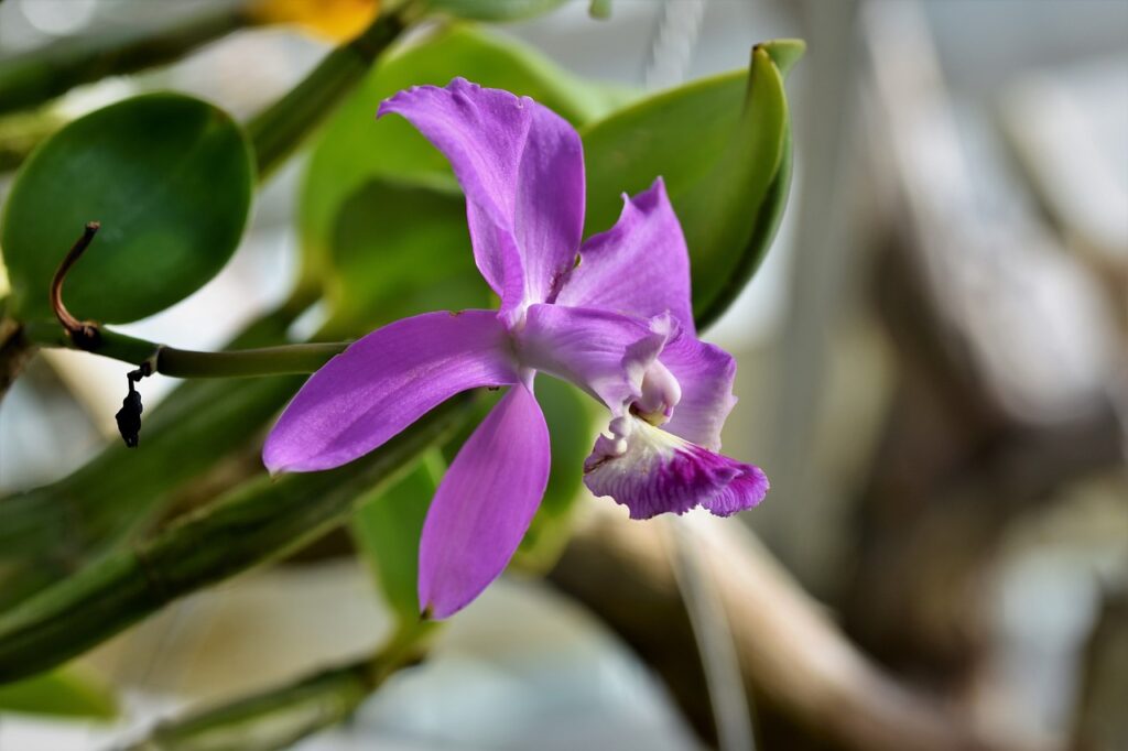 Kleine Läuse an Orchideen