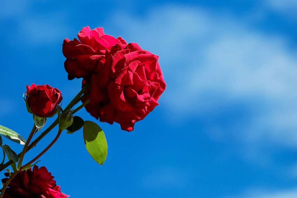 Kleine Läuse an Rosen