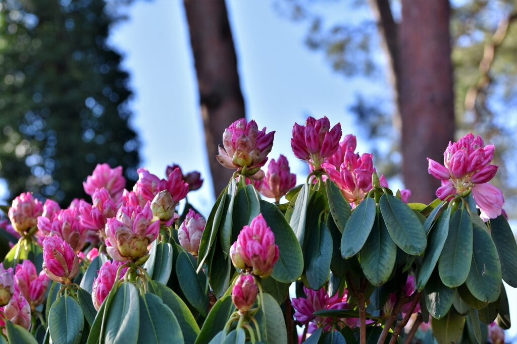 Zikaden an Rhododendron