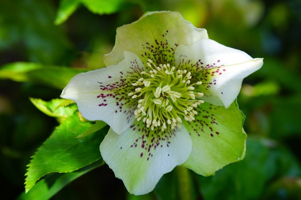 kleine weisse Fliegen an Blumen