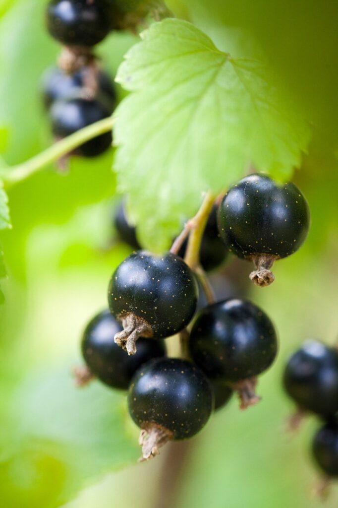 kleine weisse Fliegen an Johannisbeeren