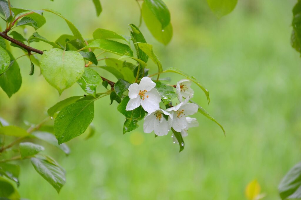 kleine weisse Fliegen an Obstbäumen