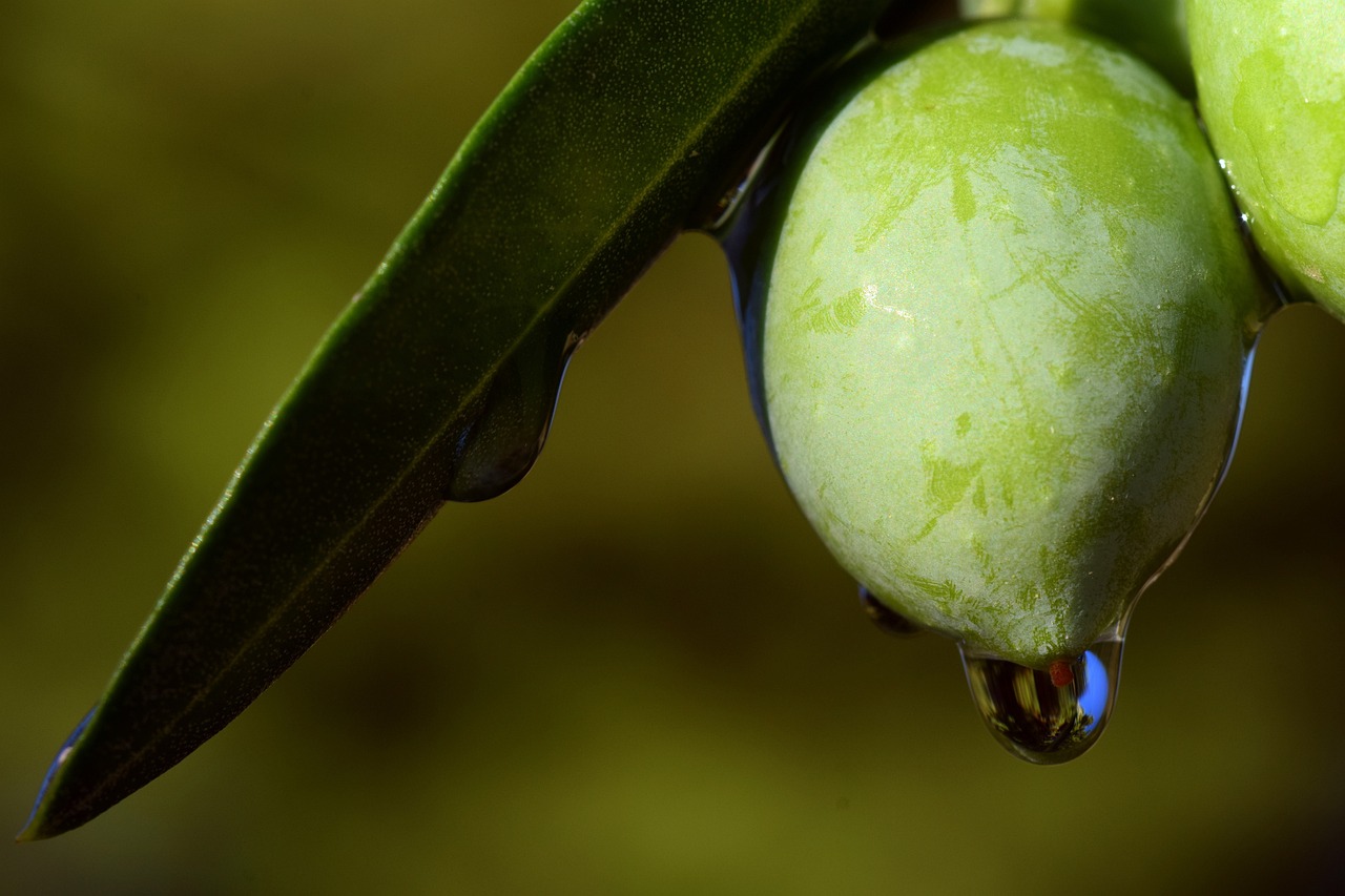 kleine weisse Fliegen an Olivenbäumen