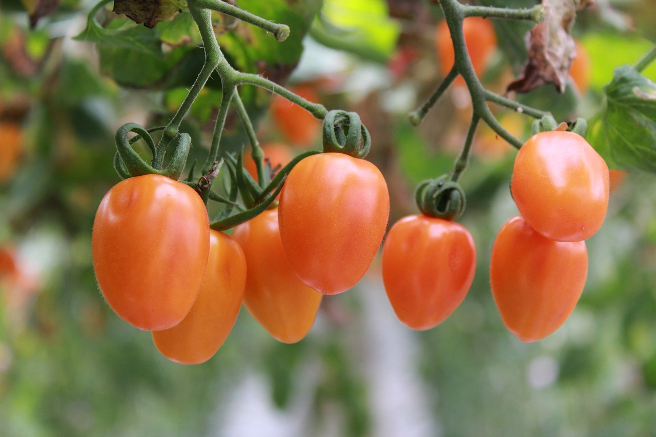 kleine weisse Fliegen an Tomatenpflanzen